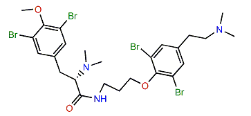 Anomoian B